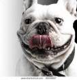 /album/um-pouco-de-nossos-clientes/stock-photo-french-bulldog-showing-the-tongue-against-a-black-background-86058697-jpg/